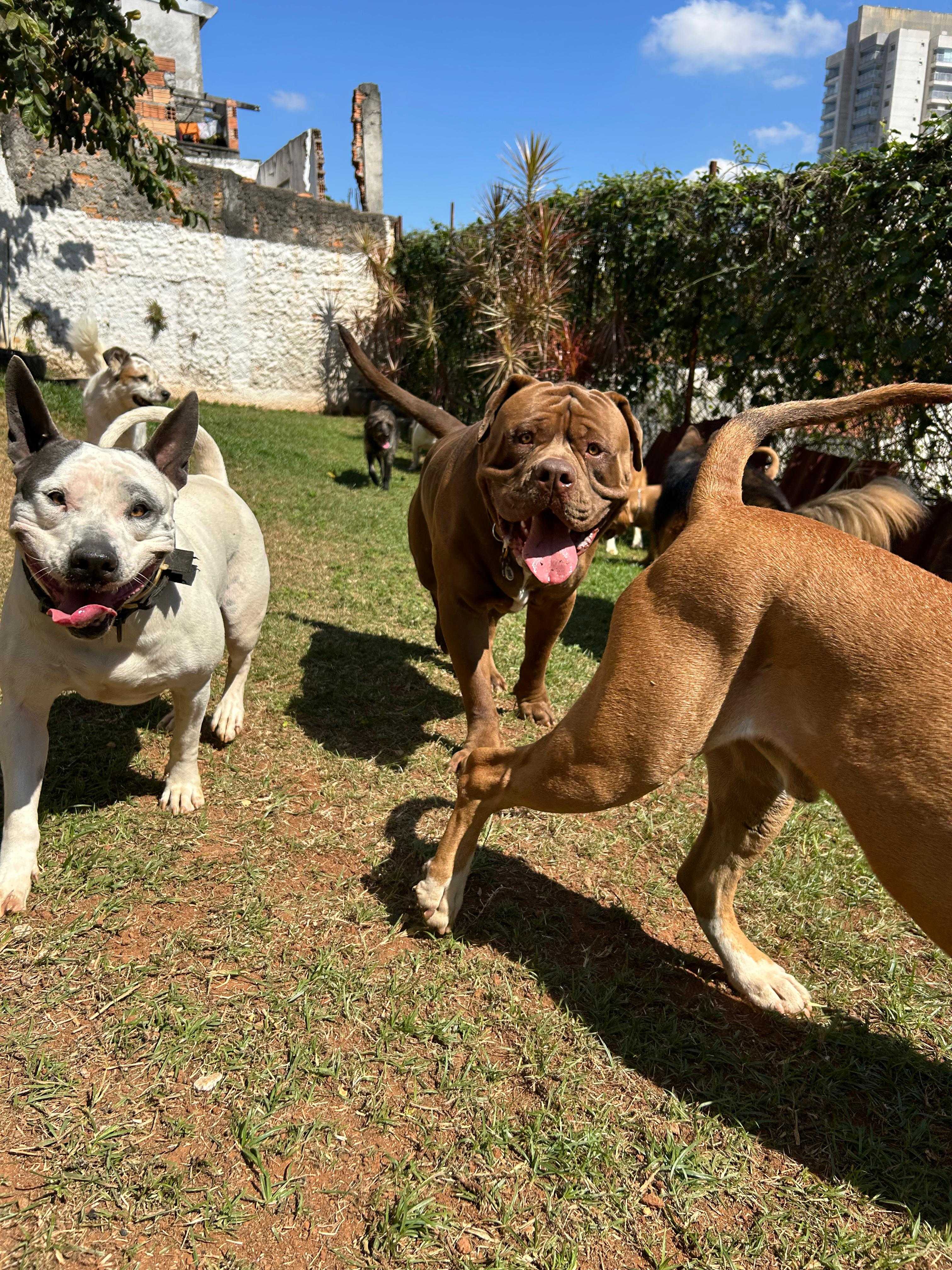 Pet Sitter Landing Hero Bottom Image