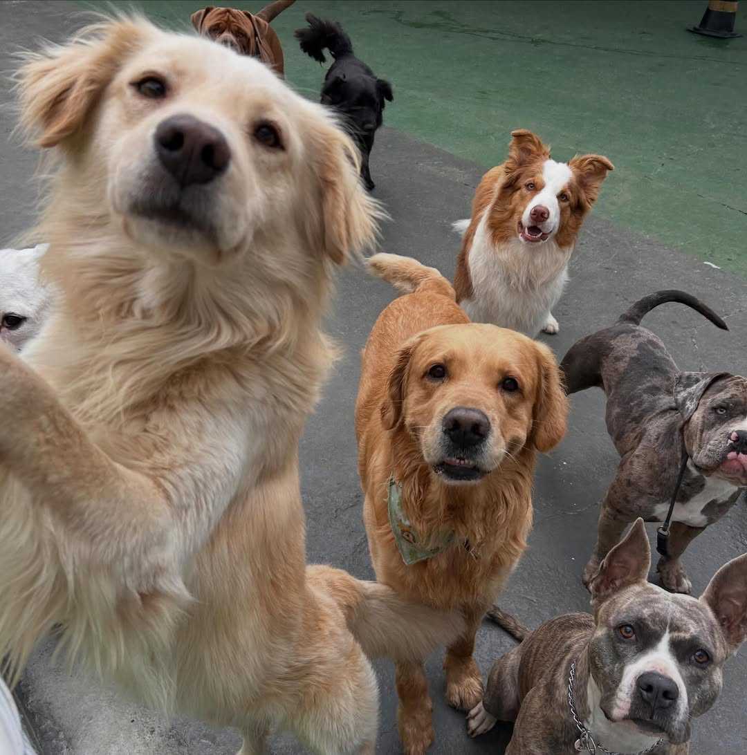 Adestramento Landing Image