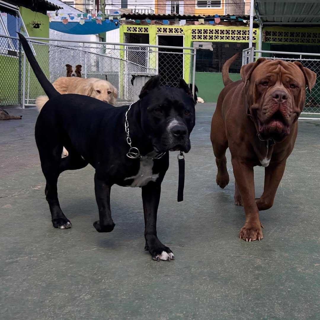 Pet Sitter Landing Image