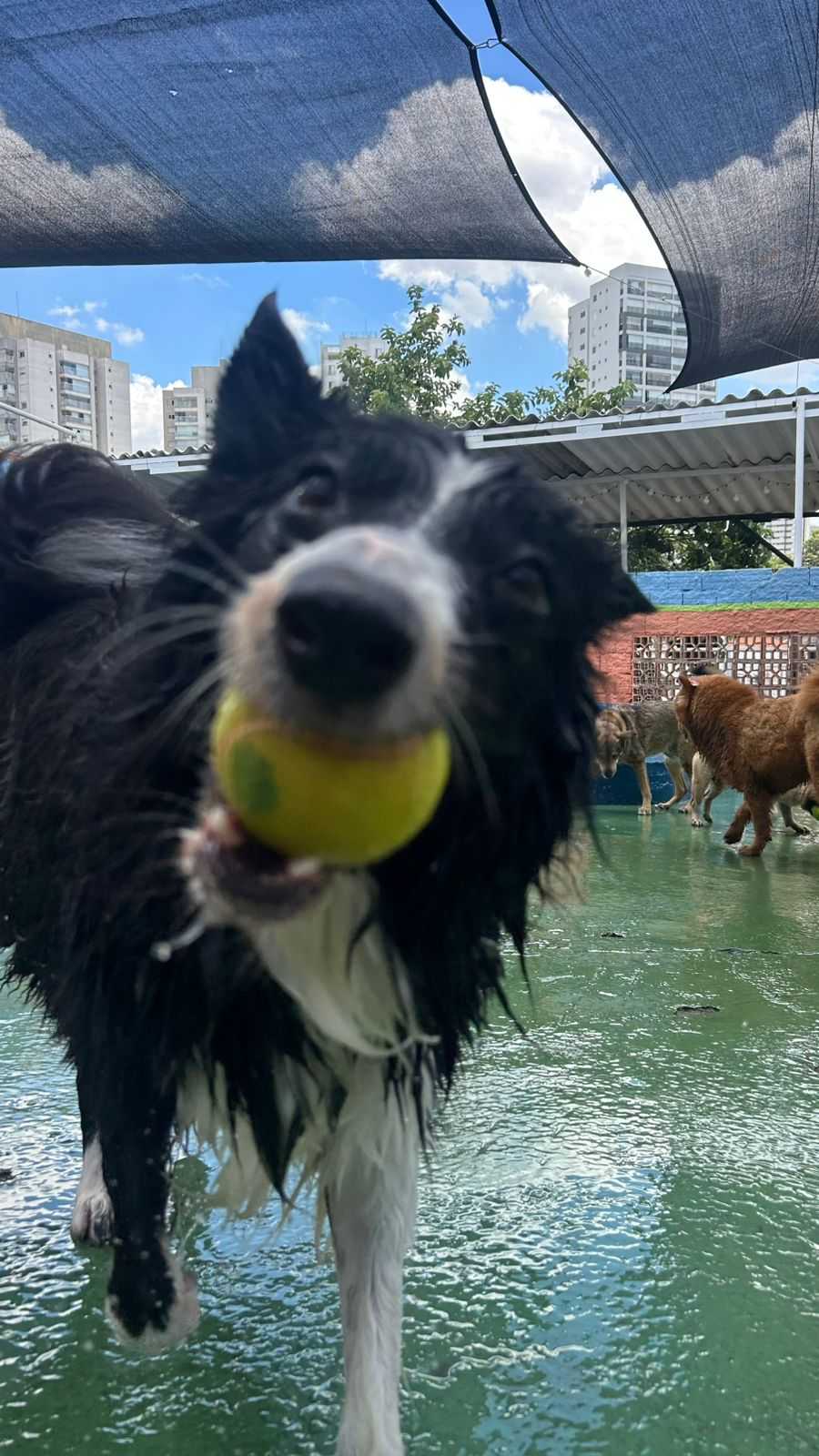 Hotelzinho Pet Landing Image