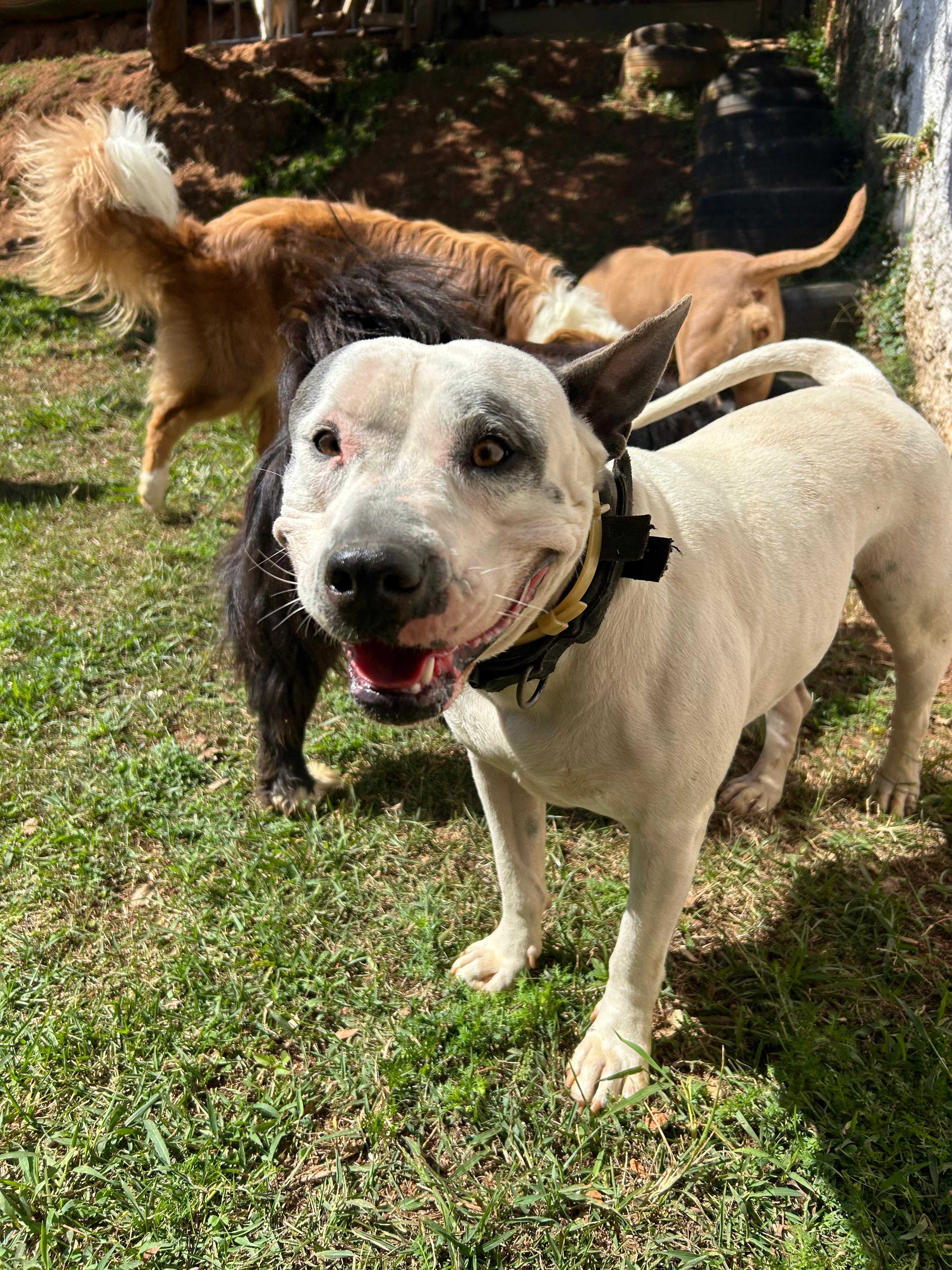 Pet Sitter Landing Hero Top Image